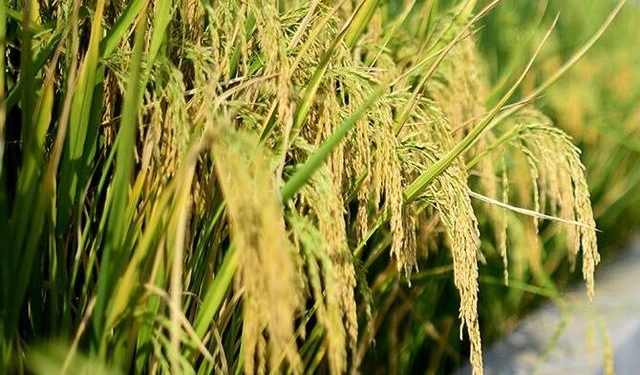 早安山东丨山东发布大雾黄色预警,这些地区能见度不足200米