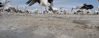 ���������ƴ󰸣����1000����������