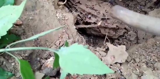 农村大哥发现奇怪小土堆,挖开一看,竟是高价难寻的野味