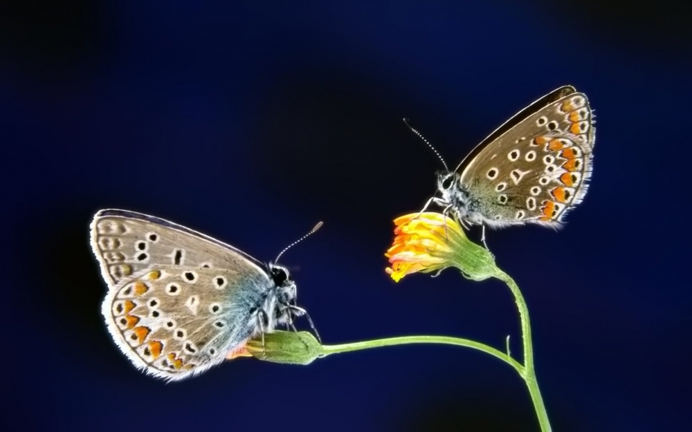 మֽܰ