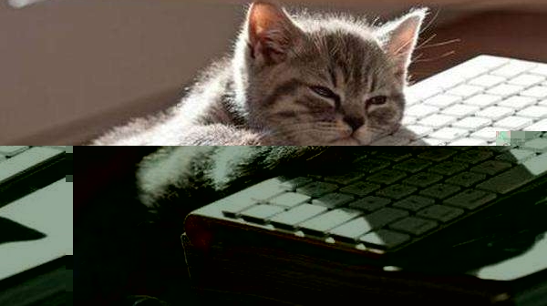 �ձ�����VSǮ����ѹ�������������
