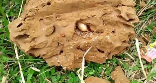 农村大哥发现奇怪小土堆,挖开一看,竟是高价难寻的野味