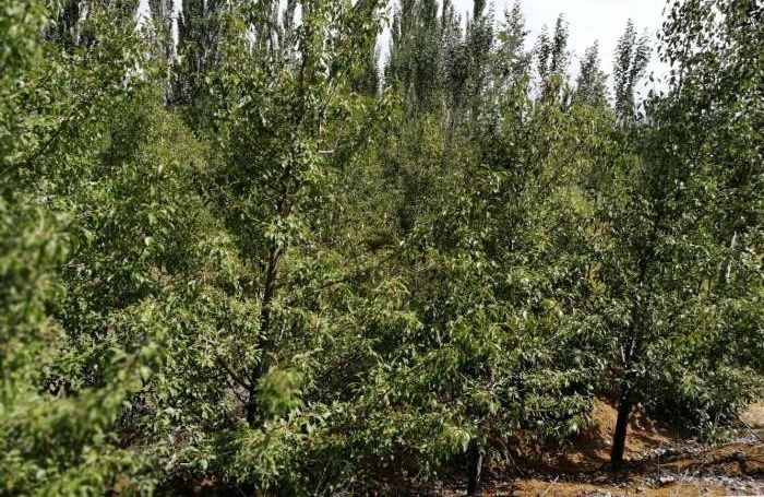 老夫妇沙漠开荒80亩 却是这样的结局