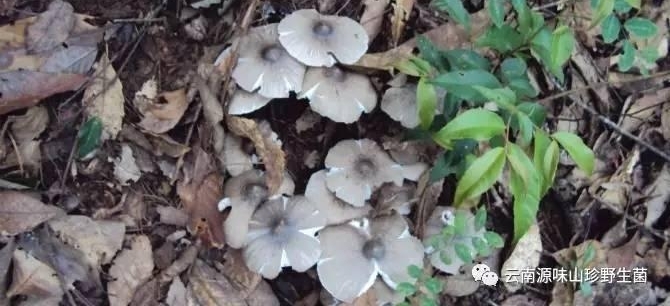 ����Ұ��Ģ��������ע ����֪��Ұ������֪�����٣�