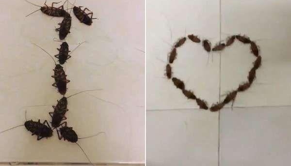 男生用38只活蟑螂拼成锛侷 love U锛偢姘