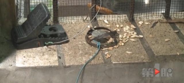 重庆女子家钻进“大老鼠” 竟臭气熏天