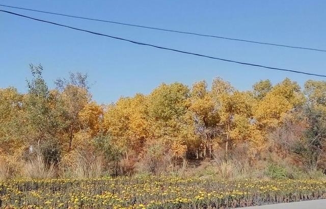 һ�ж�����õİ��ţ������׸���ĸ�Ľ��֮��
