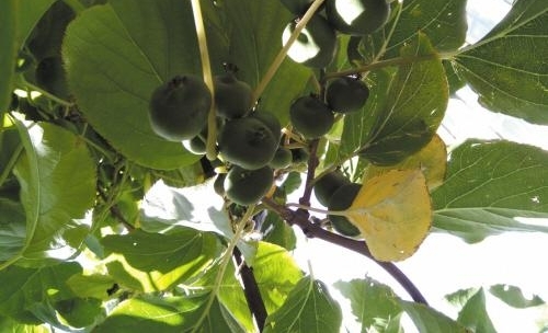 ���ռ���һ��ũ��Ʒ��ͷ���Ա�·��ͼ