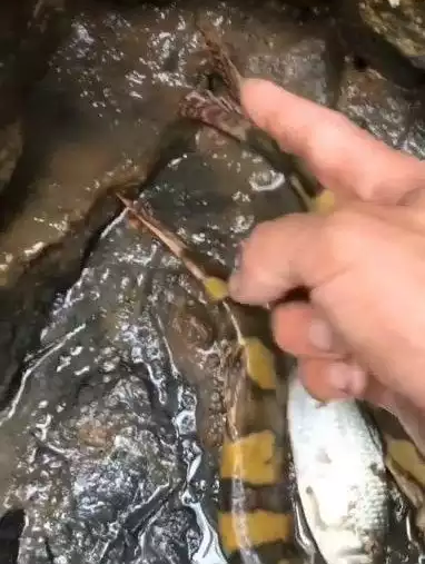 ��ˮ��ɻ���ץ���㣬ũ����������Ǵ����о�ϲ