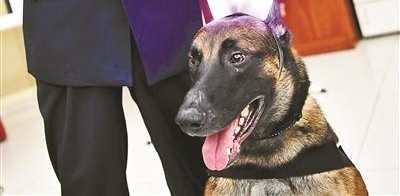 锛偵?张匡紓!警犬集体过生日 吃特制蛋糕卖萌