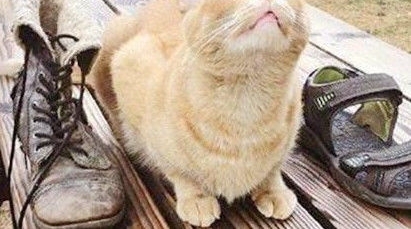 ����èΪ����ÿ�����쾪ϲ�������ָж��ַ��գ�