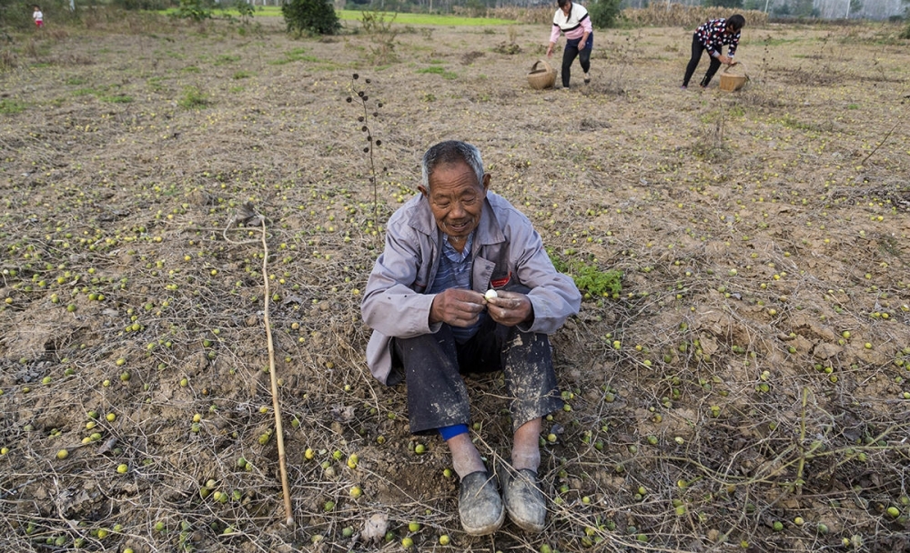 大叔日捡马泡瓜千斤 取籽榨油每斤卖40多块