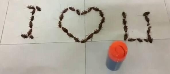 男生用38只活蟑螂拼成锛侷 love U锛偢姘