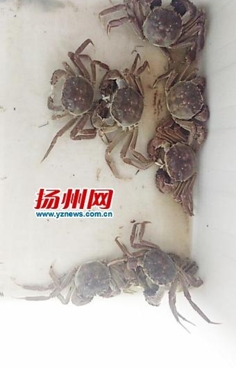 �������ݶ�Ұ����з���� ����һ����4������45ֻз