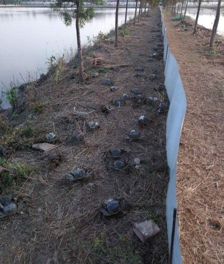 宝山罗泾:捕蟹大赛今开场 一分钟赤手空拳捞54只蟹