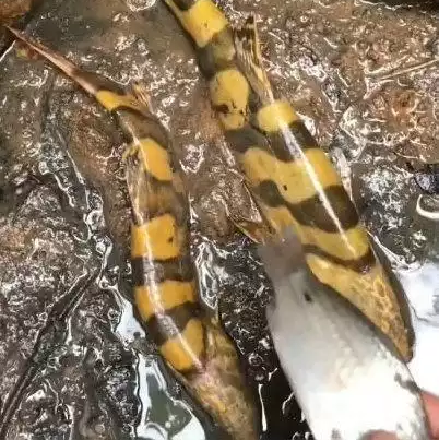 ��ˮ��ɻ���ץ���㣬ũ����������Ǵ����о�ϲ