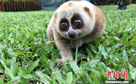 ��˫���ɡ����������͵ʳ�Ž� ���ľ������