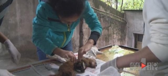重庆女子家钻进“大老鼠” 竟臭气熏天
