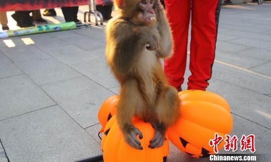 Ⱥ�ޡ�������ӭ��ʥ ������Ȥ����������