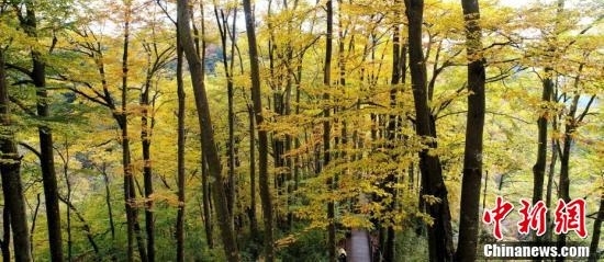 四川光雾山层林尽染云雾缭绕如仙境
