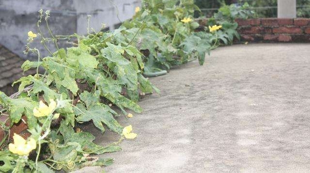 ζ��˿��, ũ���ϵ���ͨ�ҳ���, ����һ����, ������������
