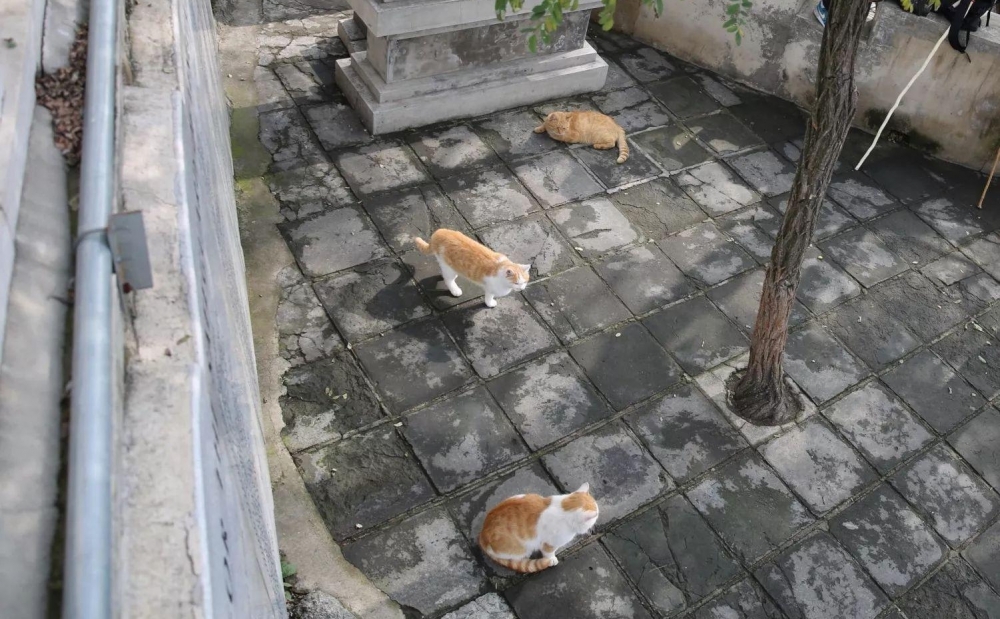 中科院物理所的死忠脑残粉才会点开……