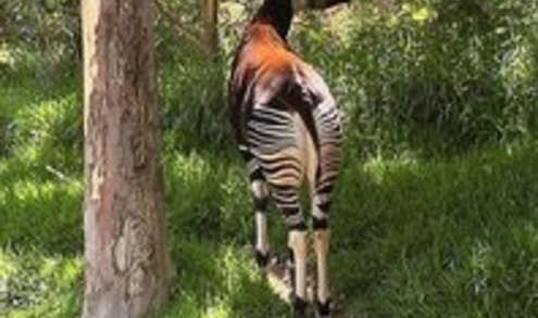 ��������Ķ��ÿ��ֻ˯5���ӣ���·�Դ����࣡