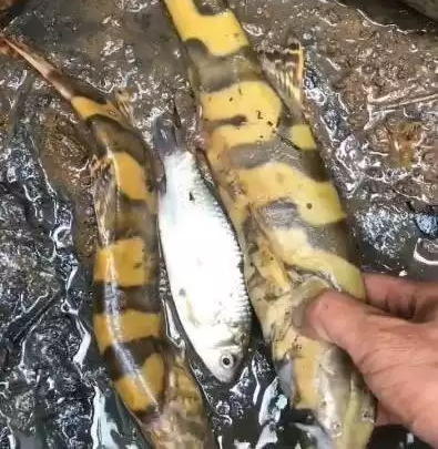 ��ˮ��ɻ���ץ���㣬ũ����������Ǵ����о�ϲ