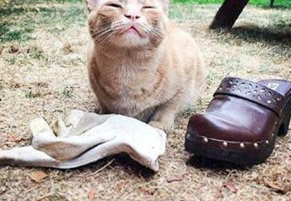 ����èΪ����ÿ�����쾪ϲ�������ָж��ַ��գ�