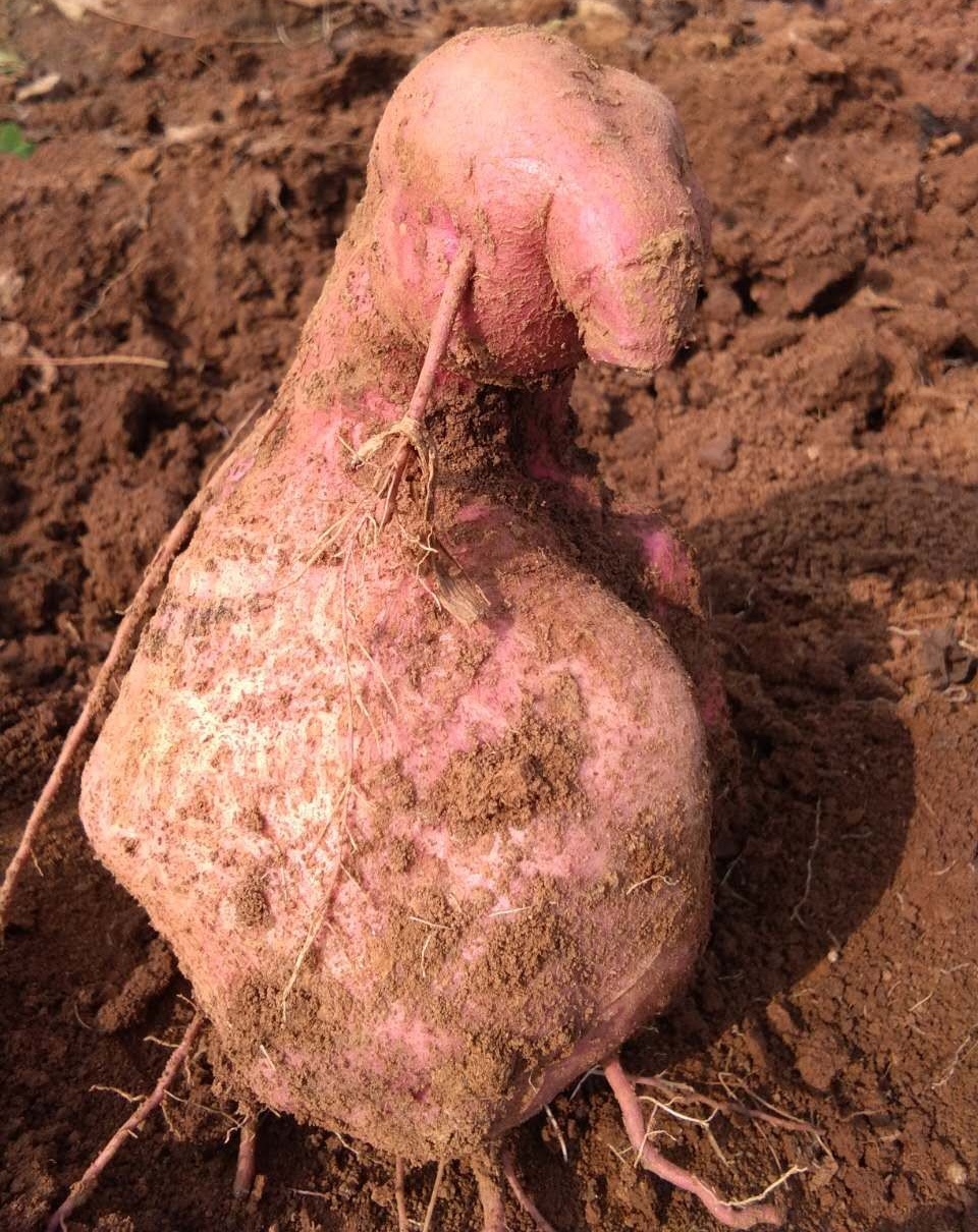 ���������ٵع� ������ �Ž�����Ӱ