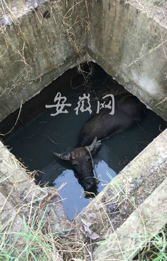 ����ˮţ�������¾� �񾯵����ھ���ȳ�