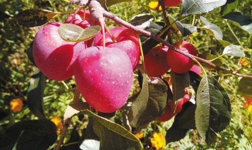 ���ռ���һ��ũ��Ʒ��ͷ���Ա�·��ͼ