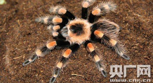 ���Ͽ����򵽾����֩�롡ר�ң��������˺�����