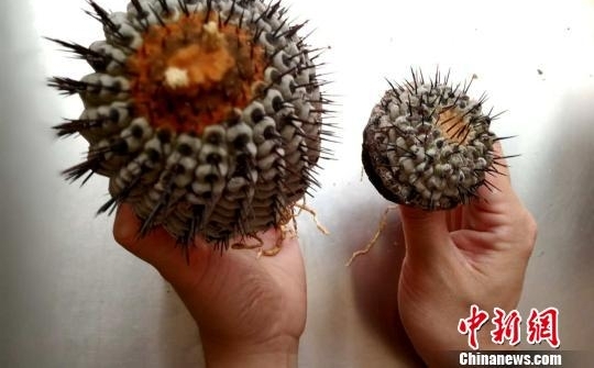 福建口岸首次截获濒危多肉植物“黑王丸”