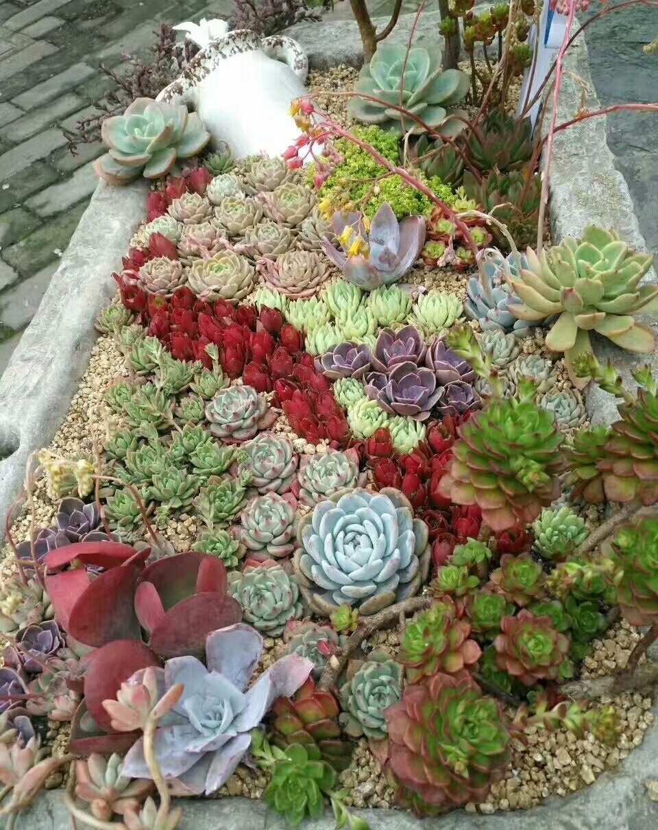 �Ӳ��Ӵ��°೤�������й���⿴�ʦ���Ĵ���......