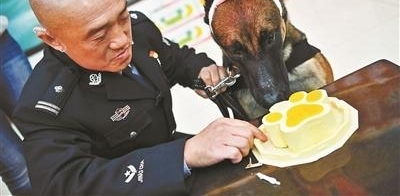 锛偵?张匡紓!警犬集体过生日 吃特制蛋糕卖萌