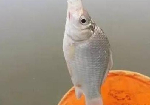 ������㼼�ɣ�ˮ�µͣ����֪���㿪�����ڣ�