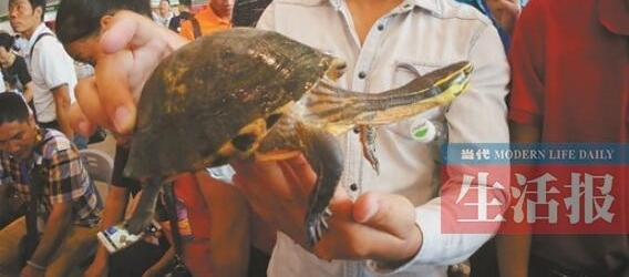 龟鳖行业价格遭遇锛偤?黠紓 石龟苗今年跌至50元