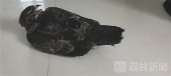 空中“歼击机”猎隼折翼 警民合力救助国家二级保护动物