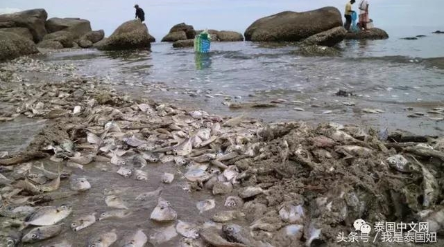 �����ϰ��ĺ��ʷ��ĳ��֣����ش���񲻹���