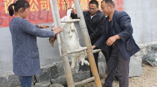 放了快一整年的山羊,今天狠心杀一头,犒劳下乡里乡亲!