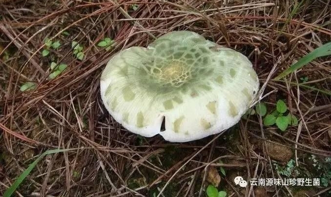 ����Ұ��Ģ��������ע ����֪��Ұ������֪�����٣�
