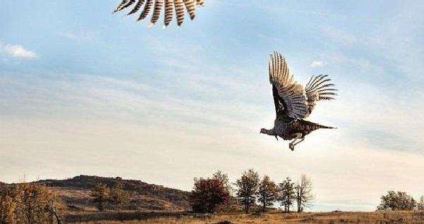 һ�׶��ͷ�ؿɳ�20��������ļ�, ��ɺ�Զ�Ļ���ɶ����