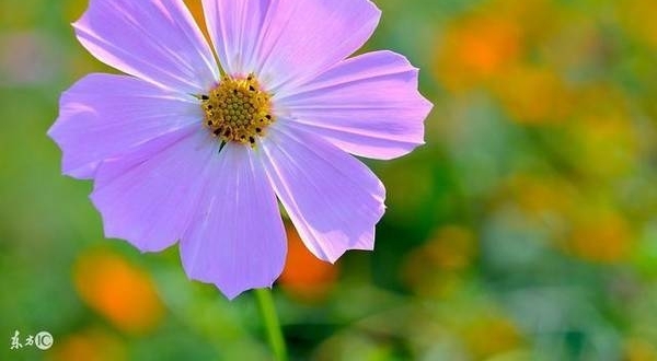�Ĵ��ɣ������������