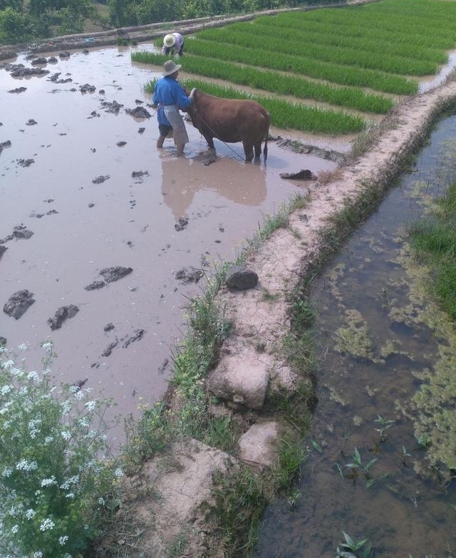 ����˭�ǵ������ķ��ӣ�������ҵ��ϼ�