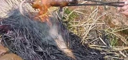 Сʱ����ũ��������һĻ����̫��Ϥ����������������?