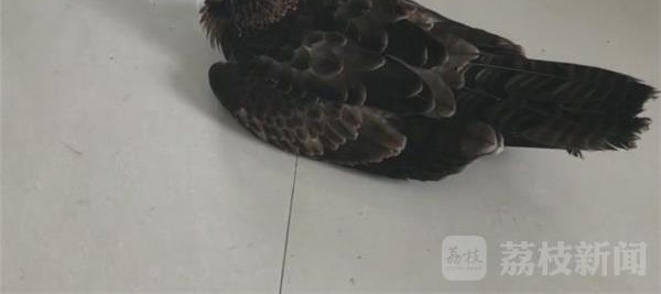 空中“歼击机”猎隼折翼 警民合力救助国家二级保护动物