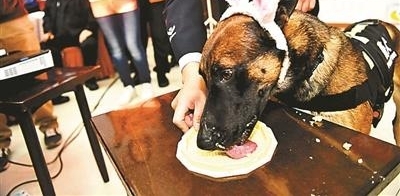锛偵?张匡紓!警犬集体过生日 吃特制蛋糕卖萌