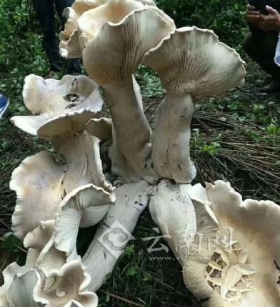 ����Ұ��Ģ��������ע ����֪��Ұ������֪�����٣�