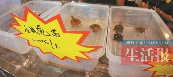 龟鳖行业价格遭遇锛偤?黠紓 石龟苗今年跌至50元